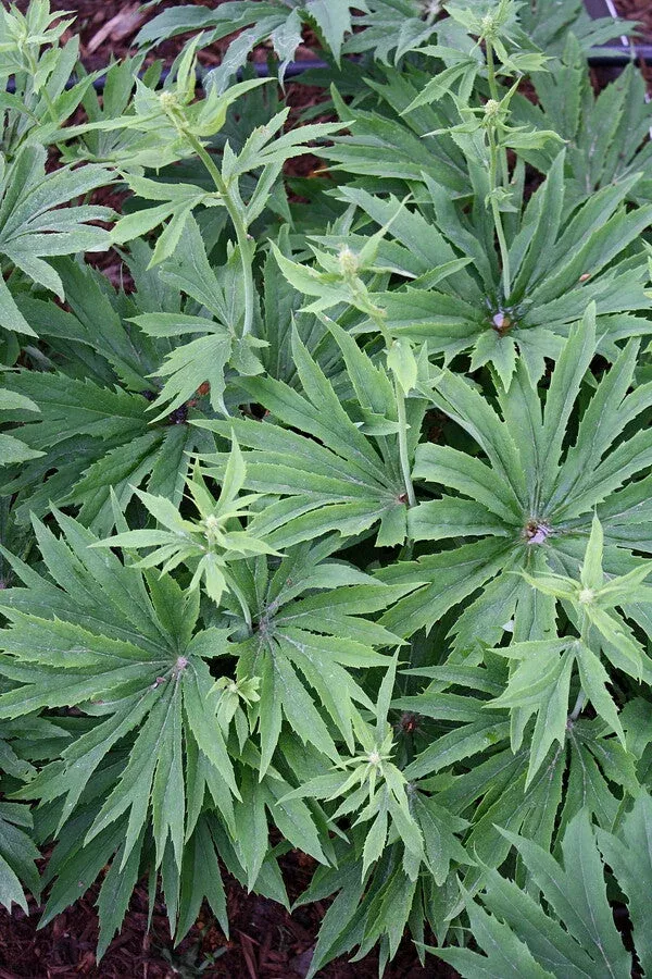Syneilesis palmata