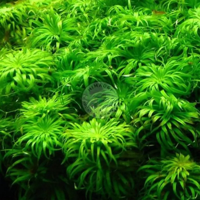 syngonanthus-sp-belem-aquaticaquatic-plant-himadri-aquatics Syngonanthus sp Belem AquaticAquatic Plant – Himadri Aquatics