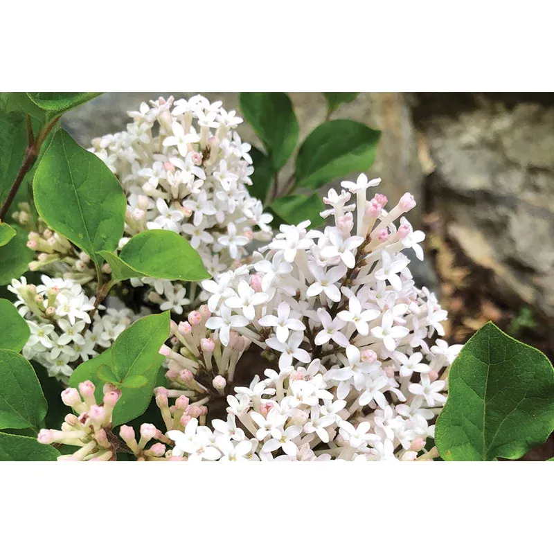 Syringa ‘Pearl Potion’ – Lilac