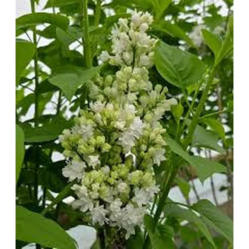 syringa-vulg-krasavitsa-moskvy Syringa vulg. ‘Krasavitsa Moskvy’