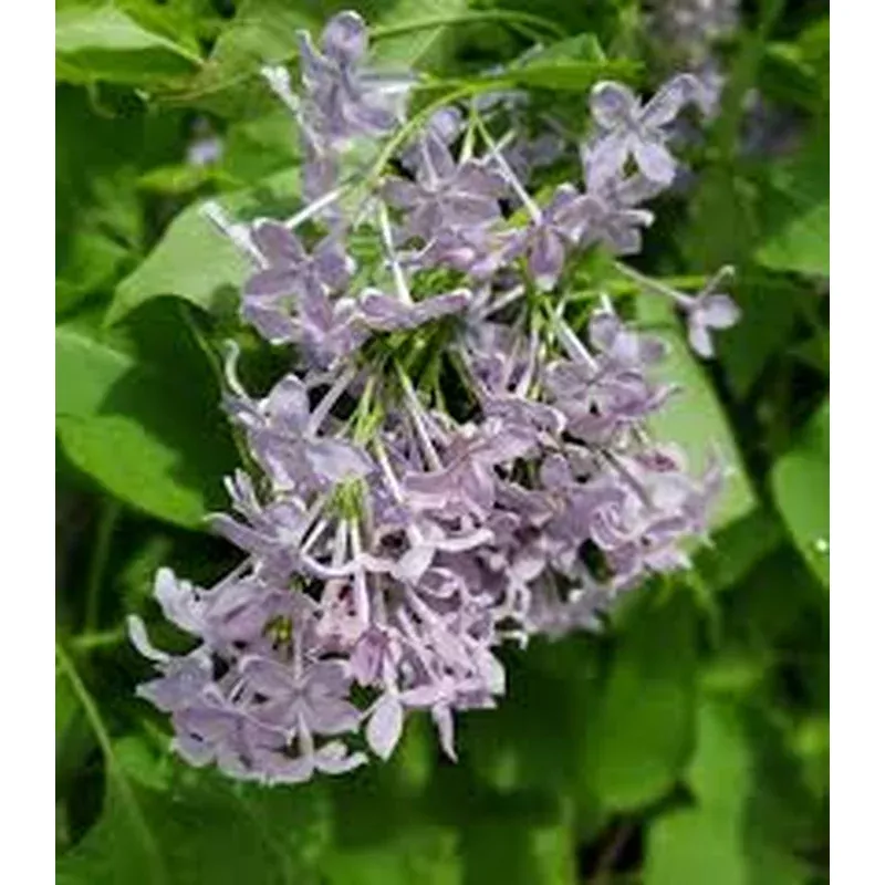 Syringa vulg. New Age ‘Lavender’