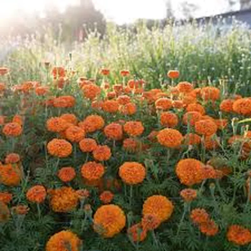 Tagetes ere. ‘Giant Orange’