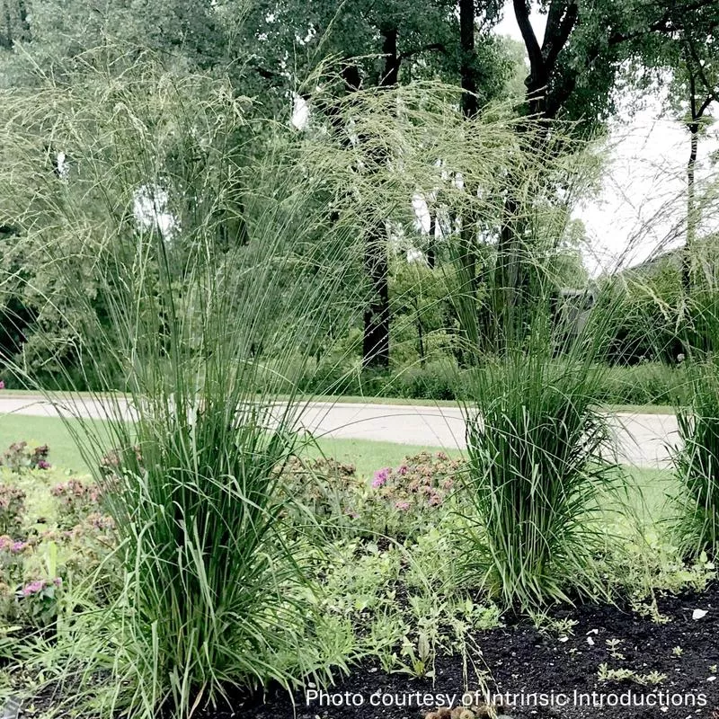 tall-moor-grass-molinia-arundinacea-dutch-dreamer Tall Moor Grass: Molinia arundinacea ‘Dutch Dreamer’