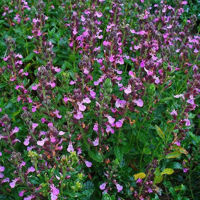 teucrium-chamaedrys-wall-germander Teucrium chamaedrys ~ Wall Germander
