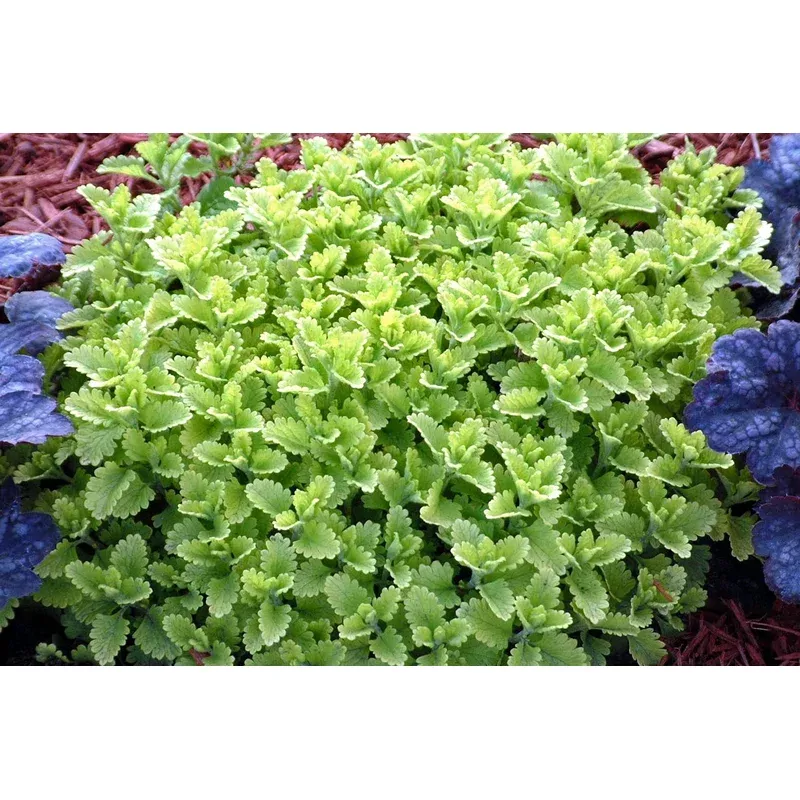 teucrium-summer-sunshine-germander Teucrium ‘Summer Sunshine’ – Germander