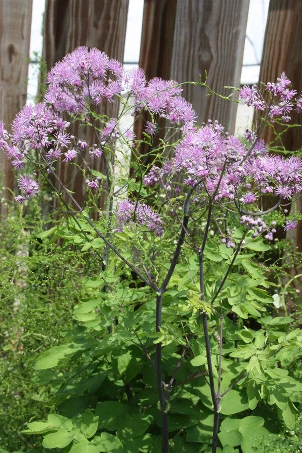 thalictrum-black-stockings Thalictrum ‘Black Stockings’