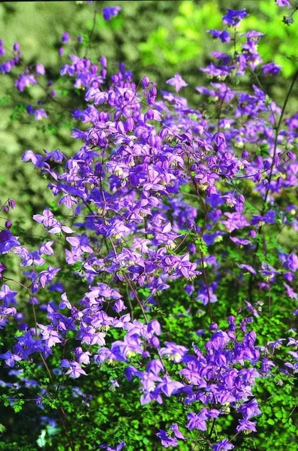 thalictrum-delavayi-var-decorum Thalictrum delavayi var. decorum