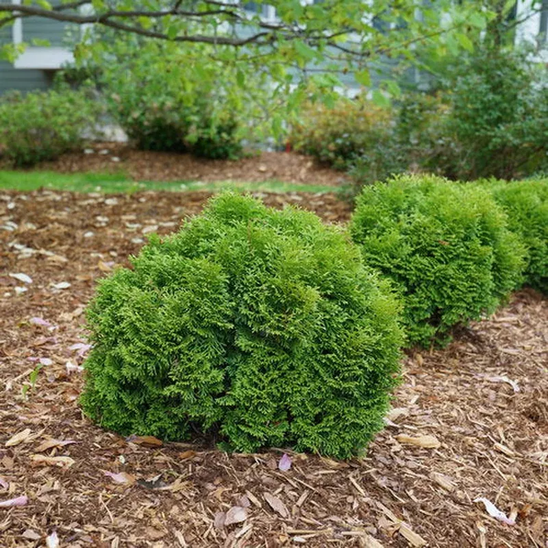 Thuja occ. ‘Tater Tot’ – Arborvitae