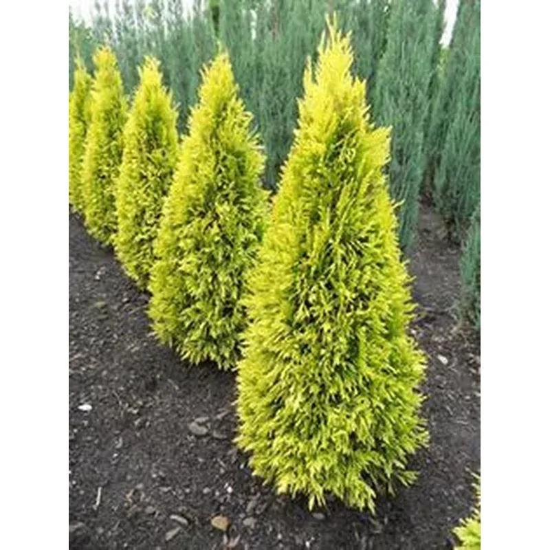 Thuja plicata Forever Goldy