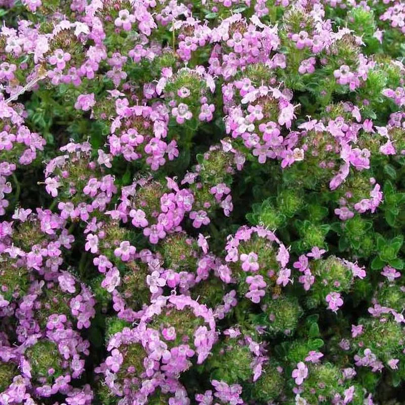 Thymus ‘Coccineum’