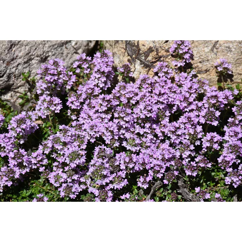 thymus-pra-purple-carpet-wooly-thyme Thymus pra. ‘Purple Carpet’ – Wooly Thyme