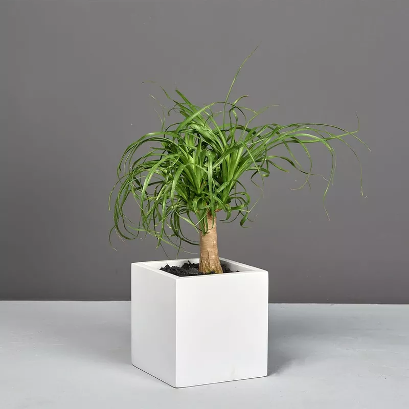 tonto-small-cube-planter-brz-metallic-bronze Tonto Small Cube Planter BRZ Metallic Bronze