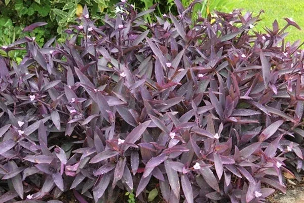 tradescantia-pallida-kartuz-giant Tradescantia pallida ‘Kartuz Giant’
