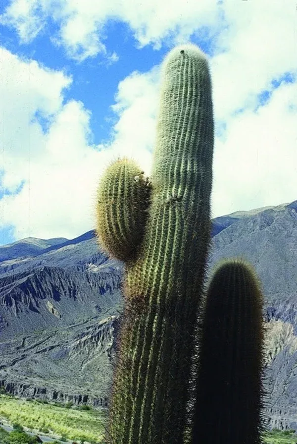 Trichocereus pasacana coll. #A1AG-063
