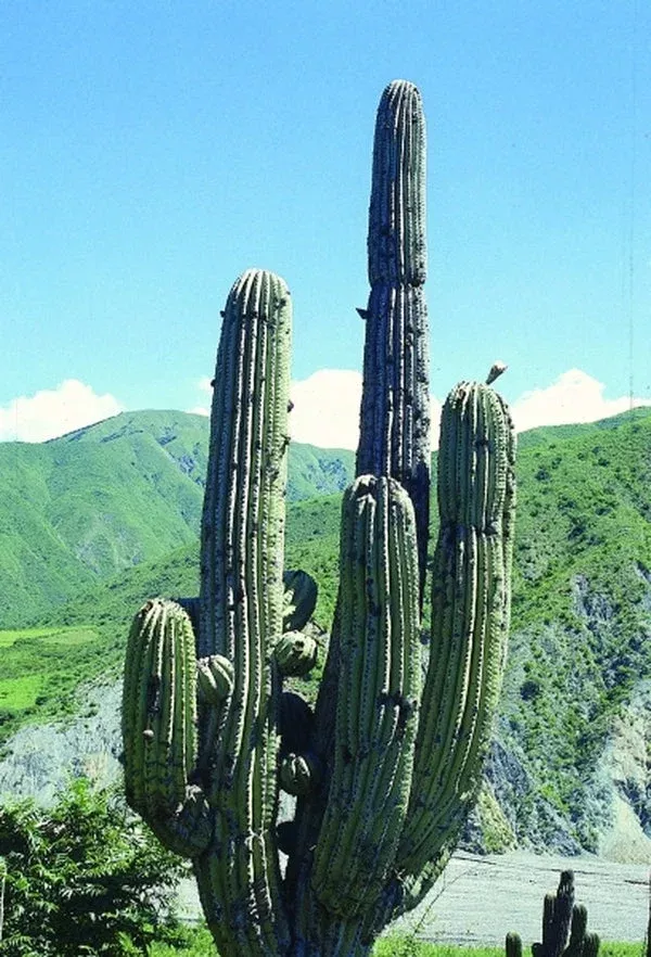 Trichocereus terscheckii coll. #A1AG-051