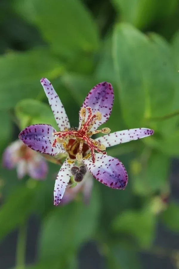 tricyrtis-omokage Tricyrtis ‘Omokage’