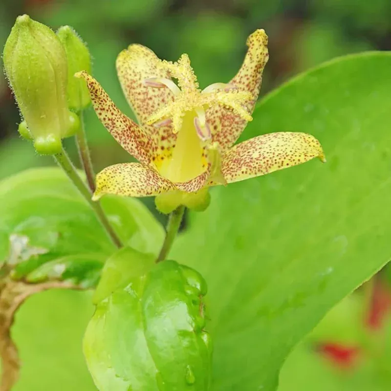 Tricyrtis Puberula (Toad Lily) Flower Seeds for Planting Heirloom Non-GMO Shade-Tolerant Perennial