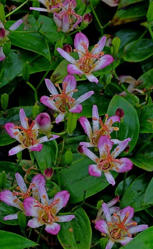 Tricyrtis ‘Tosui’