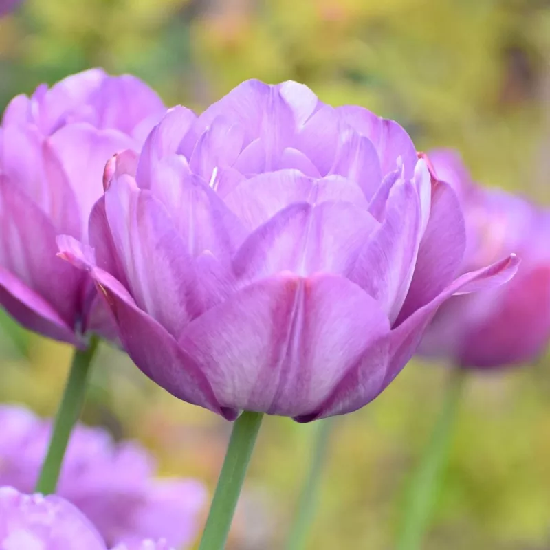 Tulip Double Late Blue Spectacle