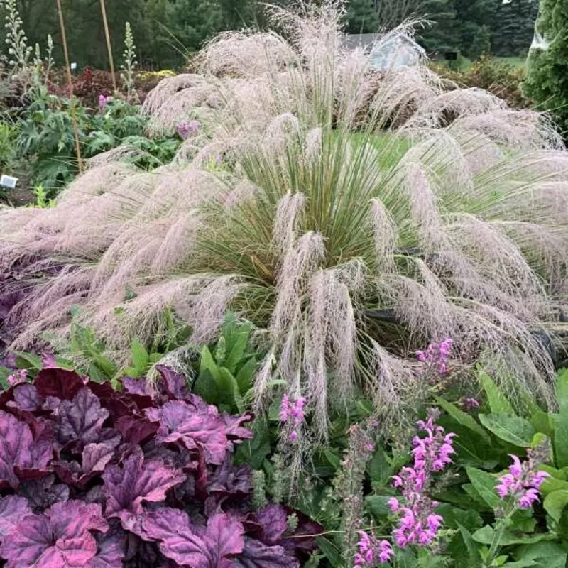 undaunted-muhly-grass-muhlenbergia ‘Undaunted’ Muhly Grass (Muhlenbergia)