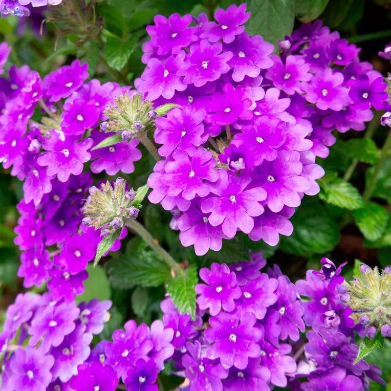 verbena-homestead-purple-vervain Verbena ‘Homestead Purple’ Vervain