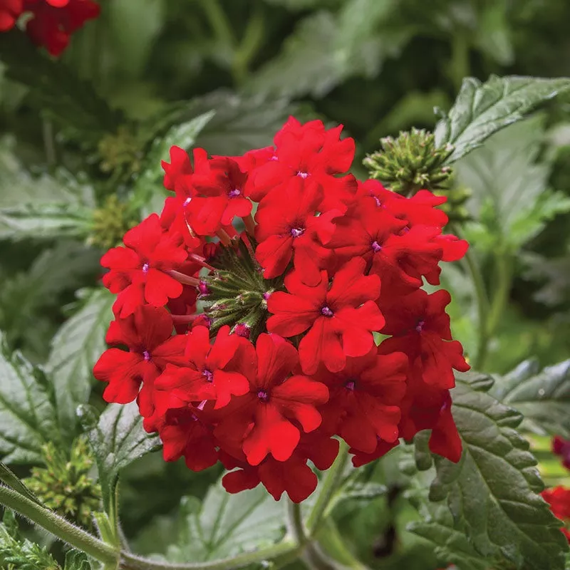 verbena-obsession-cascade-scarlet-seed Verbena Obsession Cascade Scarlet Seed