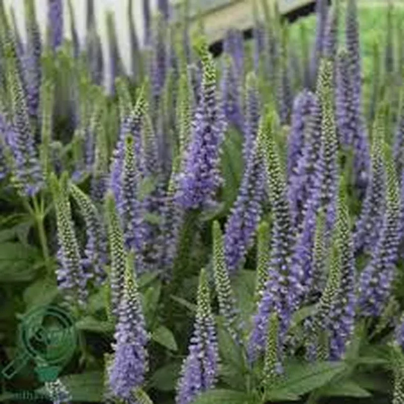 Veronica long. ‘Candela Blue’