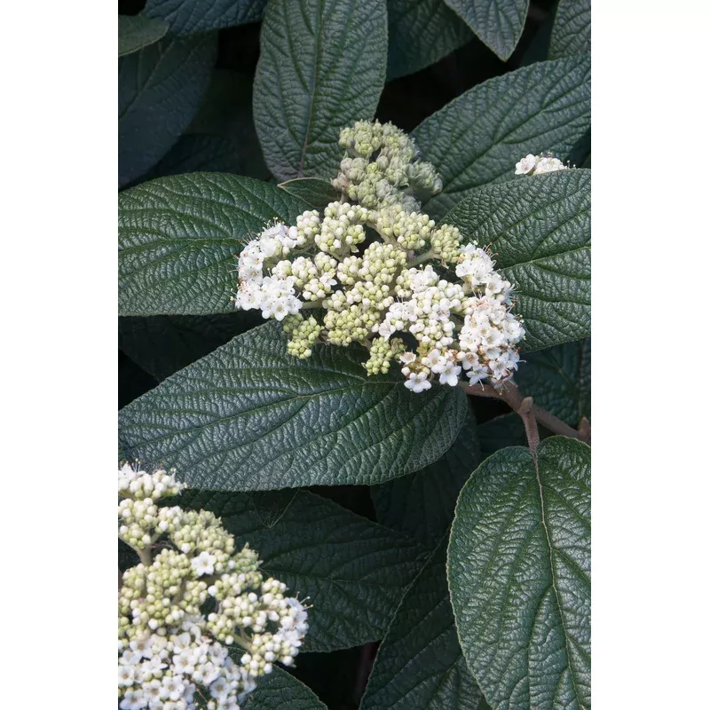 viburnum-x-allegheny-leatherleaf-viburnum Viburnum x ‘Allegheny’ – Leatherleaf Viburnum