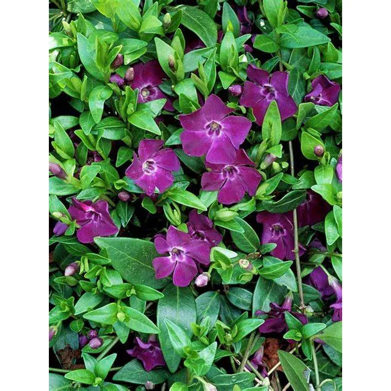 Vinca minor ‘Atropurpurea’ – Periwinkle