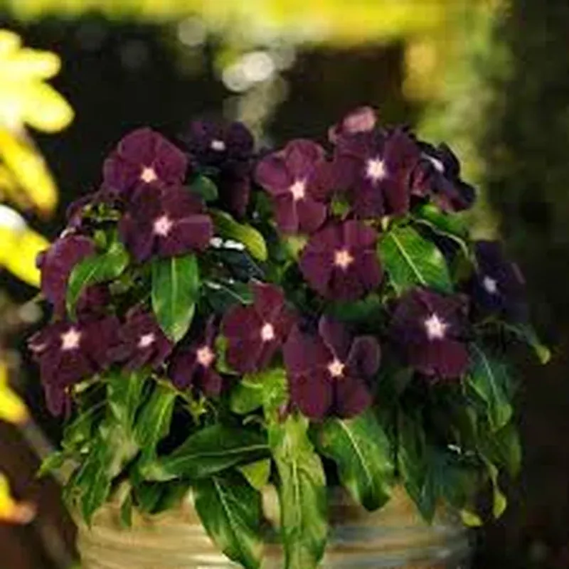 Vinca ‘Tattoo Blackberry’