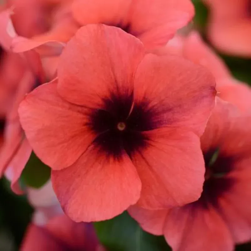 Vinca ‘Tattoo Papaya’