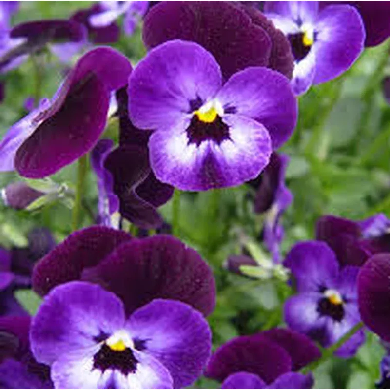 viola-cor-penny-denim-jump-up Viola cor. ‘Penny Denim Jump Up’