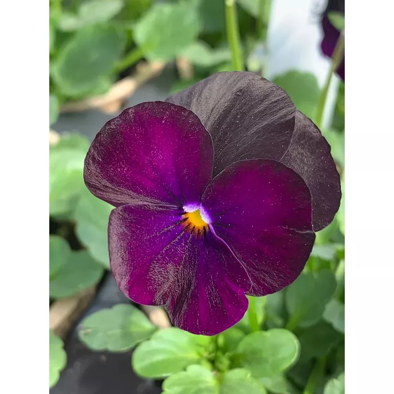 Viola corn. ‘Sorbet Black Delight’