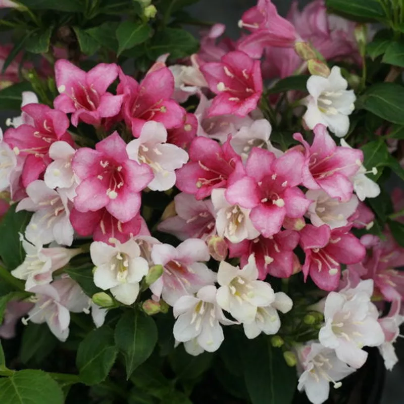 weigela-fl-czechmark-trilogy-3 Weigela fl Czechmark Trilogy #3