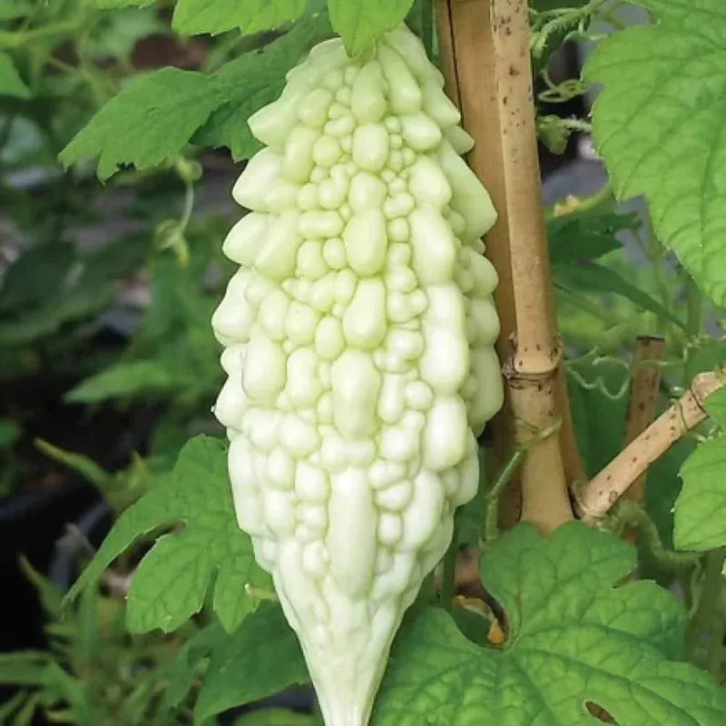 white-bitter-melon-seeds-planting-heirloom-non-gmo-tropical-vegetable-easy-to-gr White Bitter Melon Seeds for Planting Heirloom Non-GMO Tropical Vegetable Easy to Grow