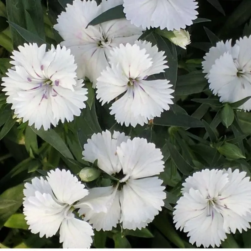 white-dianthus-flower-planting-flower-seeds-home-garden-planting-premium-organic White Dianthus Flower For Planting Flower Seeds for Home Garden Planting, Premium Organic Blooming