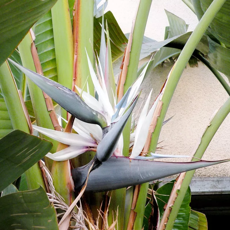 White Strelitzia Reginae Seeds Flower seeds for Planting Colorful Display Heirloom & GMO Free Seeds for Home Garden