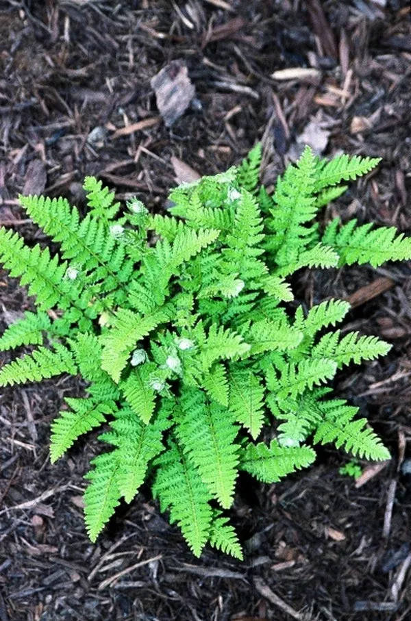 woodsia-subcordata Woodsia subcordata