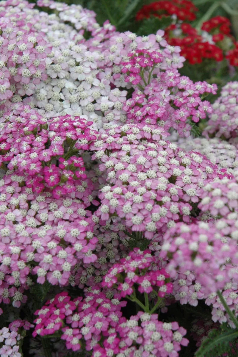 yarrow-oertel-s-rose Yarrow, Oertel’s Rose