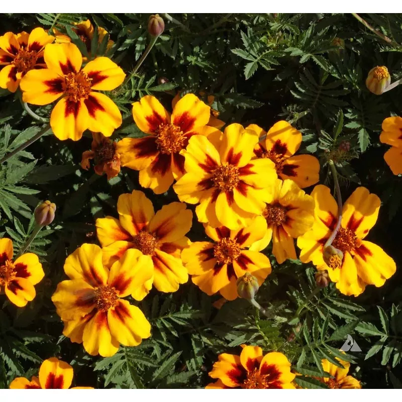 yellow-red-heirloom-non-gmo-marigold-marietta-flower-garden-planting-bright-bloo Yellow Red Heirloom Non Gmo Marigold Marietta Flower Garden Planting Bright Blooms Flower Seeds