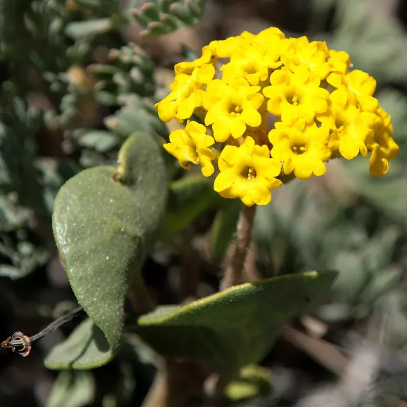 yellow-sand-verbena-abronia-latifolia-flower-seeds-planting-heirloom-non-gmo-dro Yellow Sand Verbena (Abronia latifolia) Flower Seeds for Planting Heirloom Non-GMO Drought-Tolerant Perennial