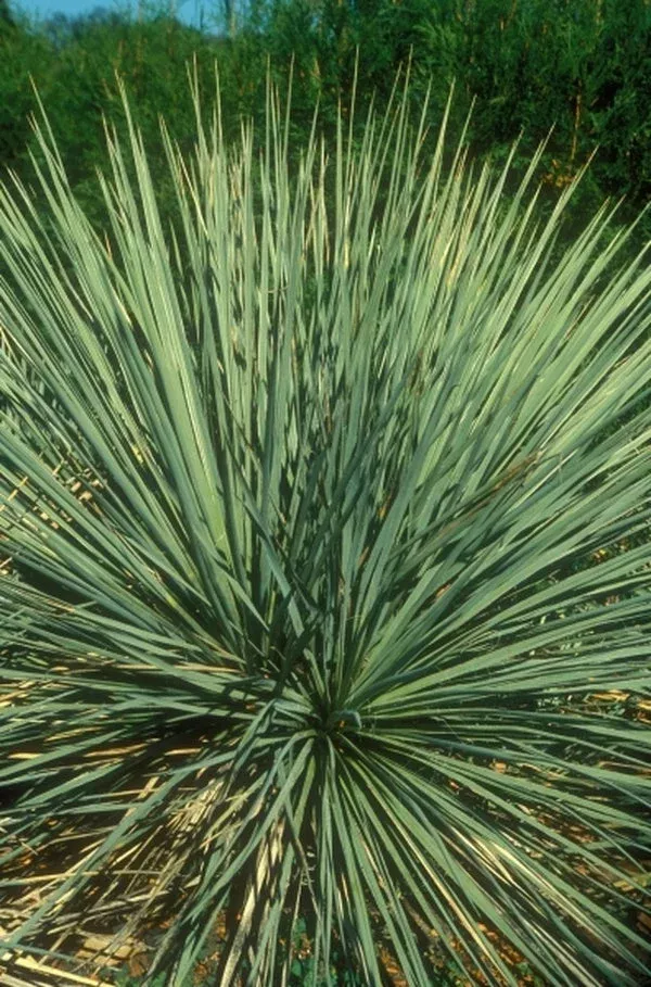 yucca-glauca Yucca glauca