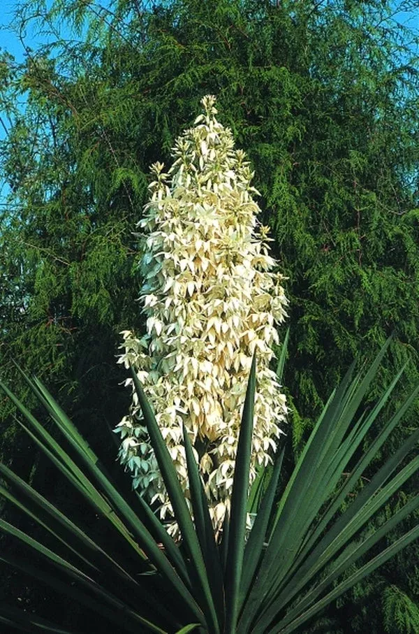 yucca-treculeana Yucca treculeana