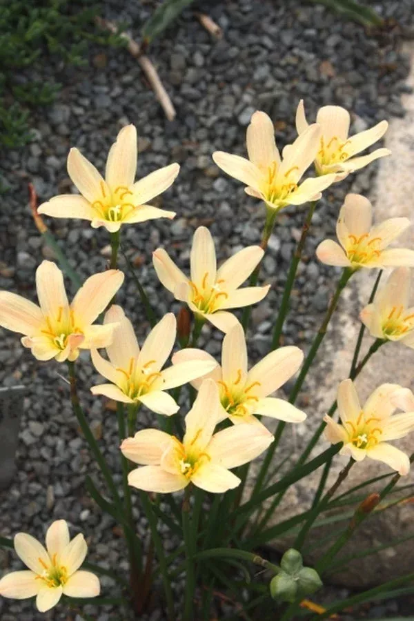 zephyranthes-apricot-queen Zephyranthes ‘Apricot Queen’