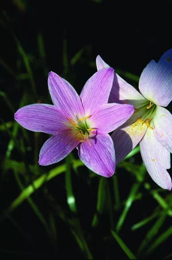 Zephyranthes ‘JoAnn Trial’