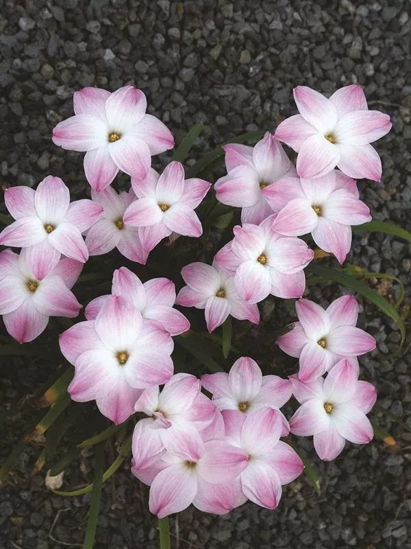 zephyranthes-lily-pies Zephyranthes ‘Lily Pies’