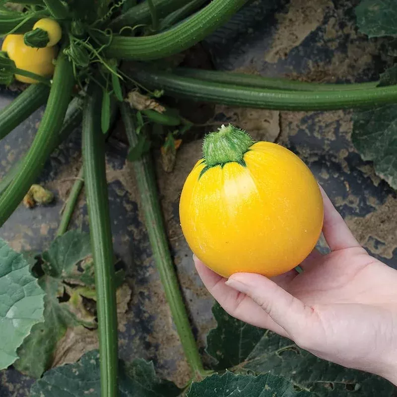 zucchini-green-yellow-vegetable-seeds-planting-heirloom-non-gmo-summer-squash-mi Zucchini Green and Yellow Vegetable Seeds for Planting Heirloom Non-GMO Summer Squash Mix