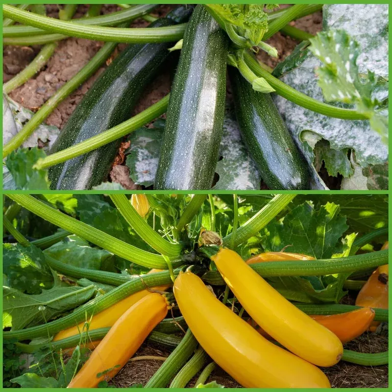 zucchini-squash-seed-collection-planting-heirloom-non-gmo-summer-variety-high-yi Zucchini Squash Seed Collection for Planting Heirloom Non-GMO Summer Variety High Yield