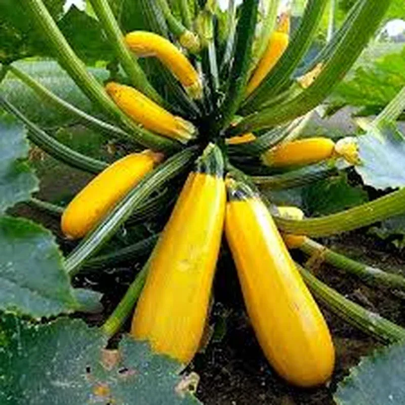 zucchini-squash-seeds-golden-variety-heirloom-non-gmo-high-yield-summer-squash Zucchini Squash Seeds Golden Variety Heirloom Non-GMO High Yield Summer Squash