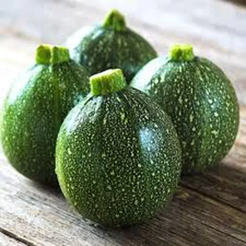 zucchini-summer-squash-seeds-planting-heirloom-non-gmo-easy-to-grow-high-yield-v Zucchini Summer Squash Seeds for Planting Heirloom Non-GMO Easy to Grow High Yield Variety